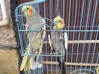 Nimfa (Cockatiel) cütlüyü + qəfəs - Növ: Nimfa papağanı (Cockatiel) — الصورة 2
