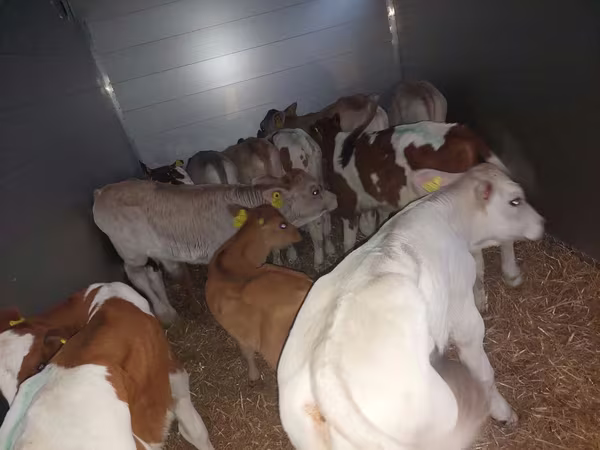 Buqa, Simmental cattle