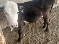 Bulle, Latvian Blue cattle — Foto 1