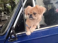 Cins: Pekinges (Pekingese) Rəng: açıq qəhvəyi/qızılı Cinsiyyəti: erkək — фото 2