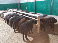 كبش, الأغنام — الصورة 8