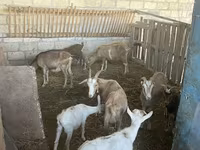 Козы (партия, пол не указан), Альпийская коза — фото 6