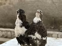 किंग बटेर — फ़ोटो 2