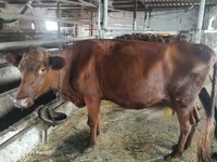 Сиыр, Russian Black pied cattle — 6-сурет