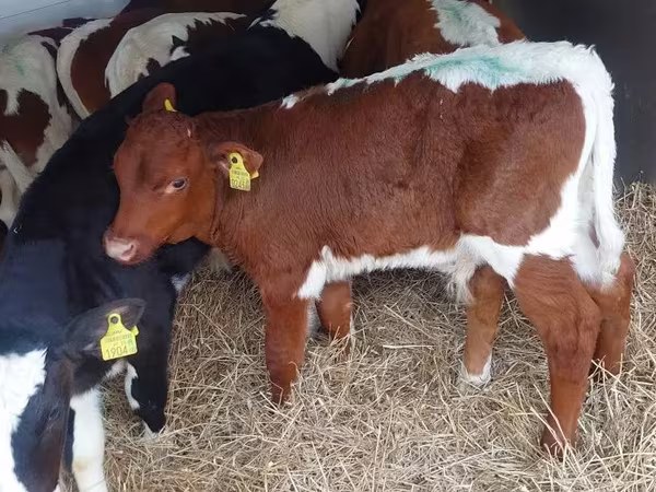 ثور, Simmental cattle