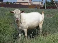 Ziege, Saanen goat — Foto 1