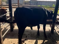 Toro, Ganado vacuno — foto 2