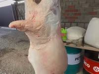 公羊, Merino sheep — 照片 3