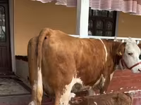Сиыр, Қызыл-дақтылы тұқым — 1-сурет