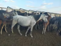 Yegua, Caballos — foto 2
