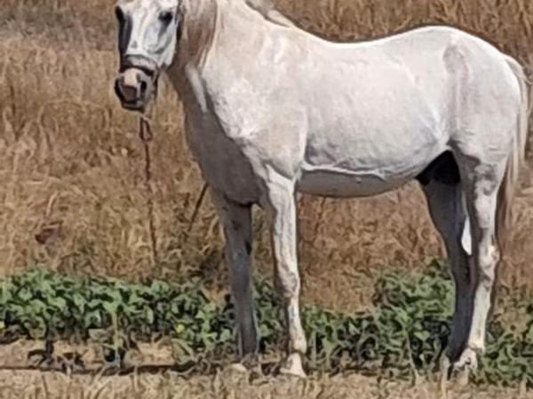 Horse (M), Horses