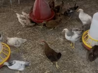 Chickens — الصورة 1