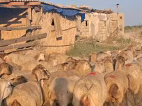 أغنام (دفعة، الجنس غير محدد), الأغنام — الصورة 1