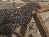 Chickens — फ़ोटो 3