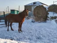 घोड़ी, Kazakh horse — फ़ोटो 1