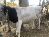 Bull, Swiss cattle — photo 2