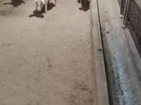 Schweine (Partie, Geschlecht nicht angegeben), Schweine — Foto 4