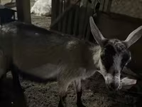 Ziege, Saanen goat — Foto 6