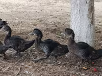 Ducks — photo 3