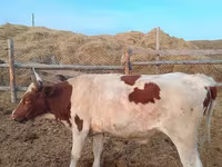 Бик, Simmental cattle — фото 1