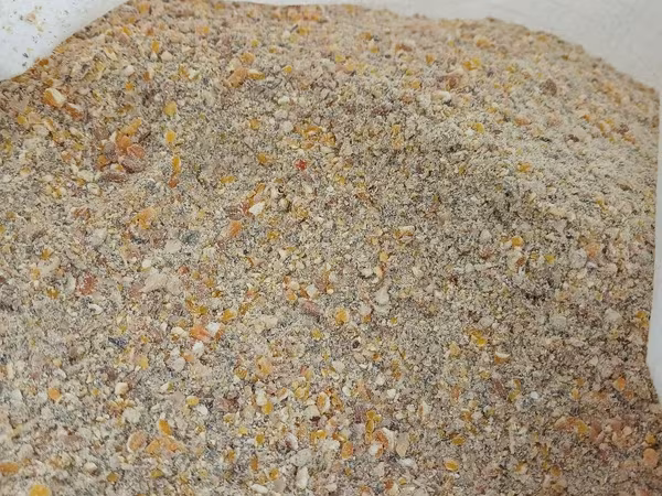 Corm