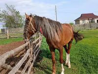 Hengst, Kazakh horse — Foto 3