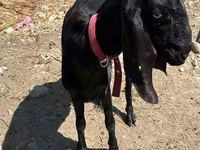 Dişi keçi, Kamori goats — foto 2
