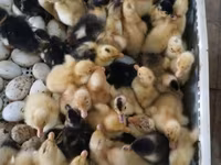 Ducks — الصورة 1