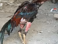 Chickens — Foto 7