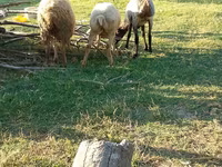 Sheep, Sheep — photo 5
