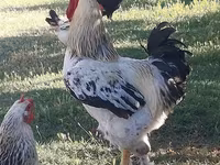 Chickens — Foto 2