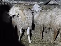 Ram, Arashan sheep — photo 5