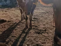 Bulle, Swiss cattle — Foto 1