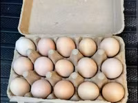 Australorp — 2-rasm