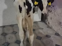 Kuh, Holstein-Rasse — Foto 2