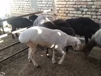 Ram, Sheep — photo 3