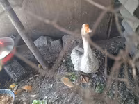 Geese — फ़ोटो 7