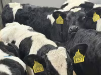Rinder (Partie, Geschlecht nicht angegeben), Simmental cattle — Foto 2