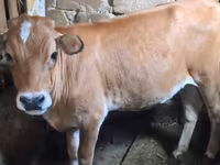 Vaca, Simmental cattle — foto 2