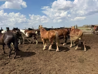 Hengst, Horse breed — Foto 1