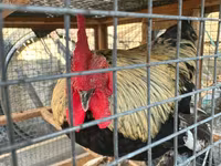 Chickens — Foto 3