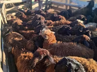 Widder, Edilbay sheep — Foto 4