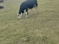 Bulle, Aberdeen-Angus — Foto 5
