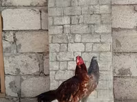 Chickens — الصورة 2