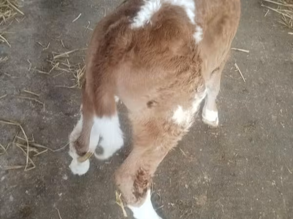 Bulle, Simmental cattle