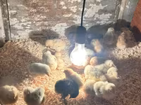 Chickens — 2-сурет