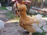 Chickens — foto 8