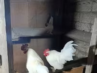 Chickens — الصورة 3