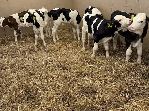 Toro, Russian Black pied cattle