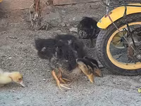 Ducks — Foto 3